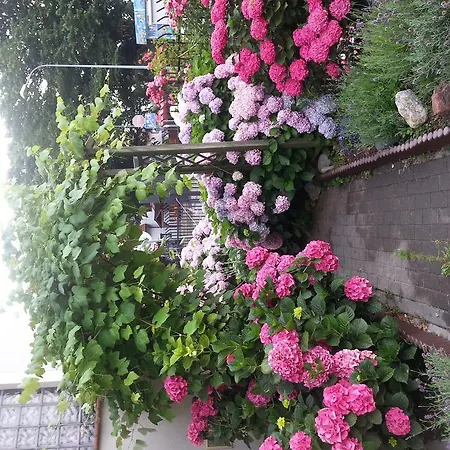 Szafranówka * Władysławowo